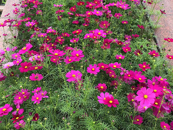 青岛鲜花绿植订购